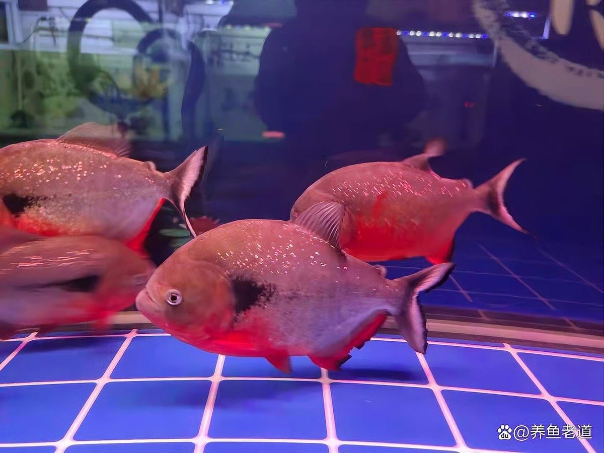 龍魚底濾濾材多久更換一次（養魚老道，魚缸過濾材料怎么選）