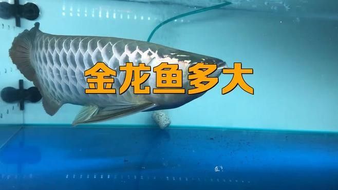 如何區(qū)分金龍魚的年齡？