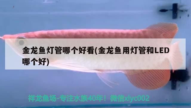 龍魚換缸后多久會恢復正常活動，龍魚換缸后多久會恢復正常攝食？
