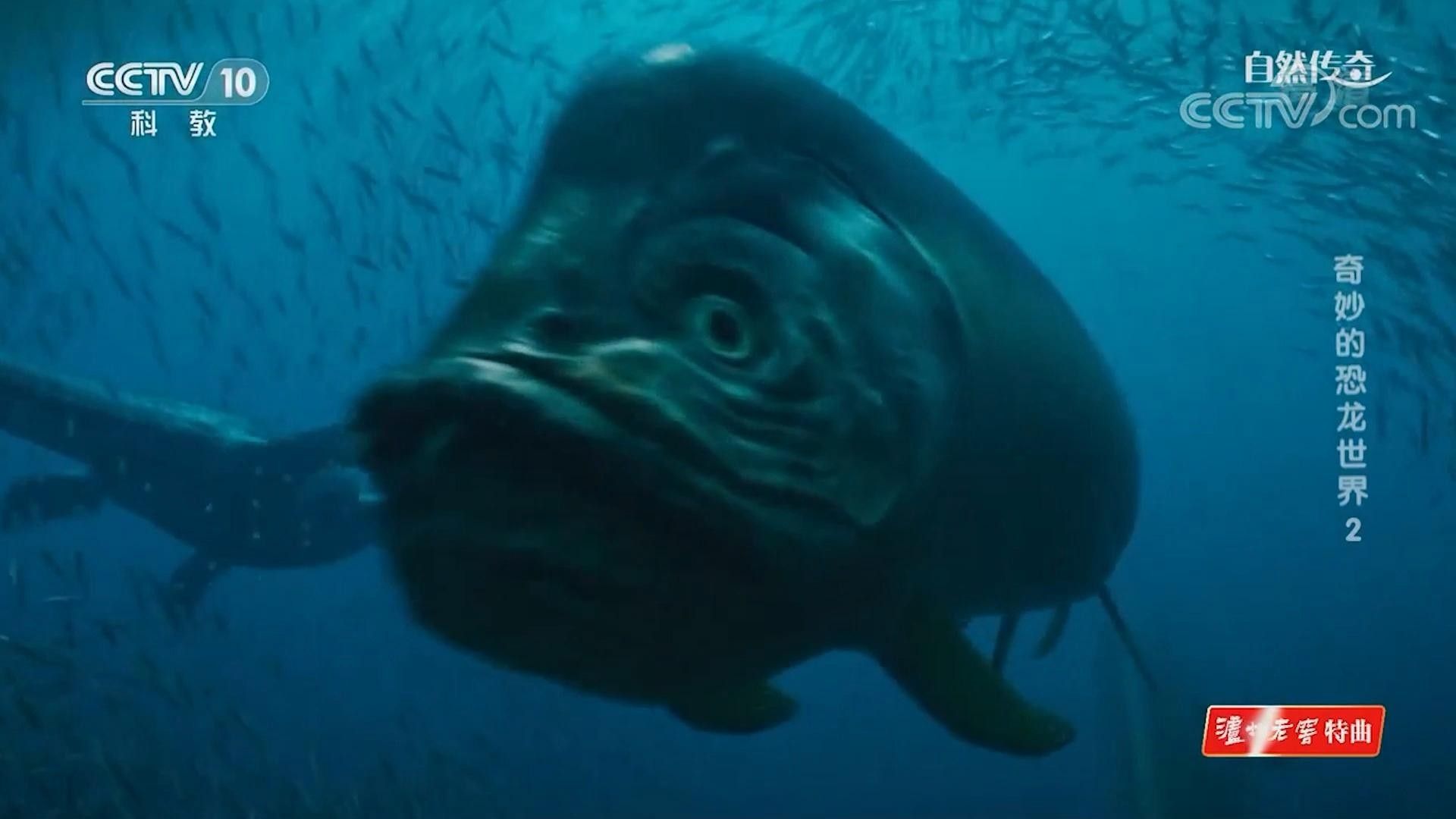 哪種恐龍魚最兇猛
