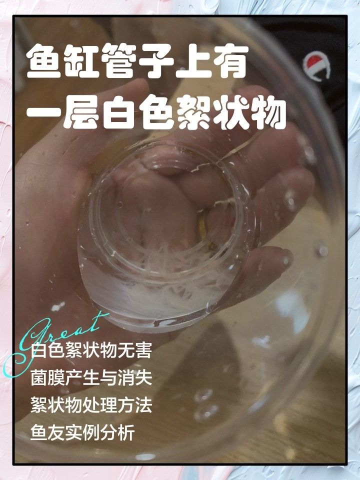 龍魚缸里的白色絮狀物對魚有害嗎（魚缸里飄白色絮狀物別慌！3個原因+4步解決,2天恢復清澈）