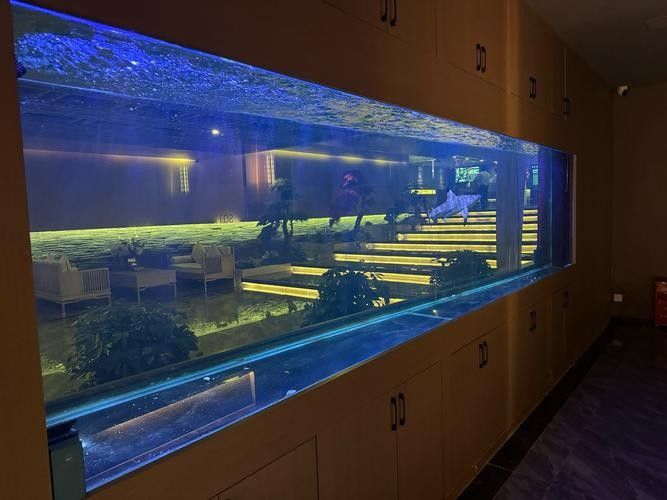沅江哪個水族館龍魚好？祥龍魚場龍魚