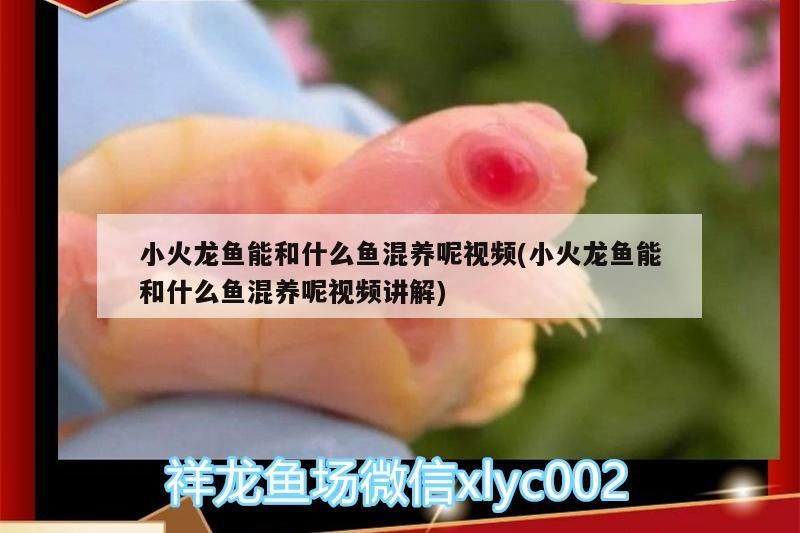 我的虎魚真菌感染了要怎么處理 小火龍魚能和什么魚混養呢視頻(小火龍魚能和什么魚混養呢視頻講解) 觀賞魚百科 小火龍魚能和什么魚混養呢視頻(小火龍魚能和什么魚混養呢視頻講解) 小火龍魚能和什么魚混養呢視頻(小火龍魚能和什么魚混養呢視頻講解) 觀賞魚百科