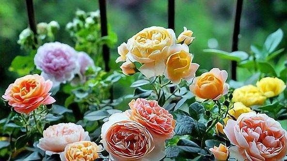 紅龍月季換盆后多久施肥？（古今世界月季換盆后多久可以施肥恢復(fù)期需注意這些細(xì)節(jié)）