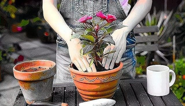 紅龍月季換盆后多久施肥？（古今世界月季換盆后多久可以施肥恢復(fù)期需注意這些細(xì)節(jié)）