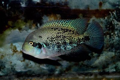 德州豹魚能和銀龍魚混養嗎(德州豹能和其他魚混養嗎德州豹能和其他魚混養嗎) 觀賞魚百科 第1張 德州豹魚能和銀龍魚混養嗎(德州豹能和其他魚混養嗎德州豹能和其他魚混養嗎) 德州豹魚能和銀龍魚混養嗎(德州豹能和其他魚混養嗎德州豹能和其他魚混養嗎) 觀賞魚百科 第1張