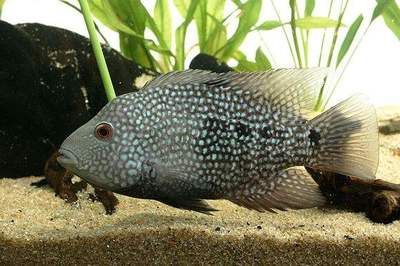 德州豹魚能和銀龍魚混養嗎(德州豹能和其他魚混養嗎德州豹能和其他魚混養嗎) 觀賞魚百科 第2張 德州豹魚能和銀龍魚混養嗎(德州豹能和其他魚混養嗎德州豹能和其他魚混養嗎) 德州豹魚能和銀龍魚混養嗎(德州豹能和其他魚混養嗎德州豹能和其他魚混養嗎) 觀賞魚百科 第2張