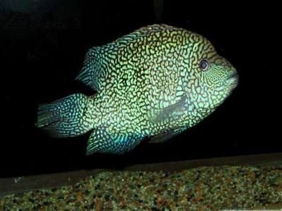 德州豹魚能和銀龍魚混養嗎（德州豹能和其他魚混養嗎德州豹能和其他魚混養嗎） 德州豹魚能和銀龍魚混養嗎（德州豹能和其他魚混養嗎德州豹能和其他魚混養嗎） 觀賞魚百科 第4張