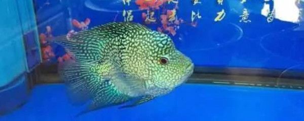 德州豹魚能和銀龍魚混養嗎(德州豹能和其他魚混養嗎德州豹能和其他魚混養嗎) 觀賞魚百科 第5張 德州豹魚能和銀龍魚混養嗎(德州豹能和其他魚混養嗎德州豹能和其他魚混養嗎) 德州豹魚能和銀龍魚混養嗎(德州豹能和其他魚混養嗎德州豹能和其他魚混養嗎) 觀賞魚百科 第5張