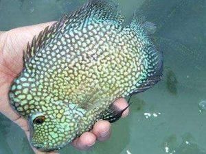 德州豹魚能和銀龍魚混養嗎(德州豹能和其他魚混養嗎德州豹能和其他魚混養嗎) 觀賞魚百科 第6張 德州豹魚能和銀龍魚混養嗎(德州豹能和其他魚混養嗎德州豹能和其他魚混養嗎) 德州豹魚能和銀龍魚混養嗎(德州豹能和其他魚混養嗎德州豹能和其他魚混養嗎) 觀賞魚百科 第6張
