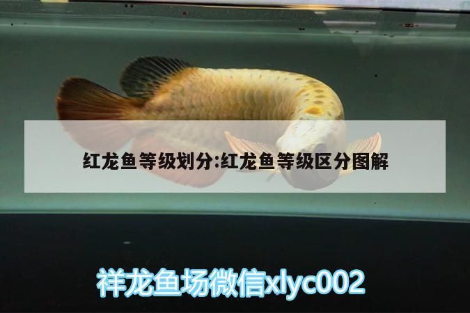 紅龍魚等級劃分:紅龍魚等級區分圖解