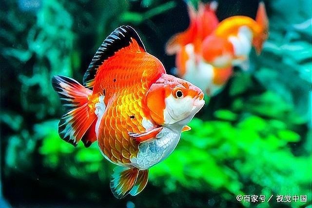 雷龍魚腹水治療周期是多久 雷龍魚腹水治療周期是多久 龍魚百科 第3張