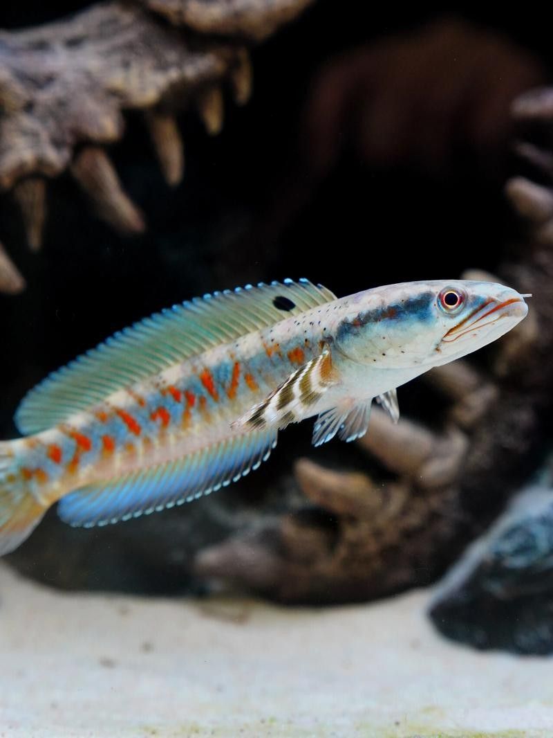 雷龍魚微信群一般如何加入？（如何加入雷龍魚微信群？）