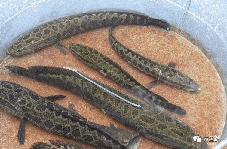 雷龍魚微信群一般如何加入？（如何加入雷龍魚微信群？）