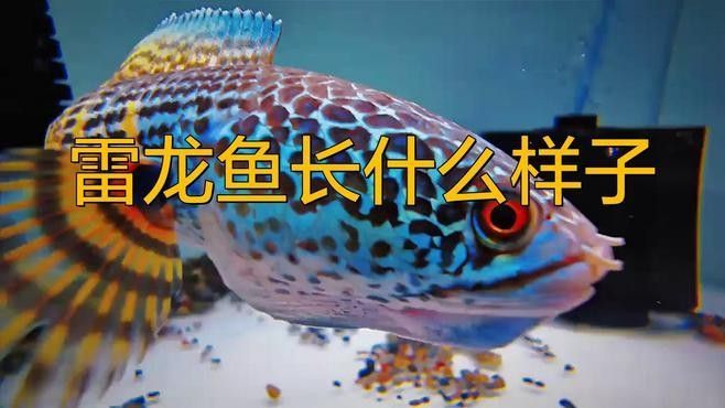 雷龍魚和恐龍魚哪個更兇猛