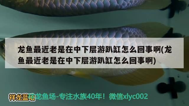 龍魚最近老是在中下層游趴缸怎么回事啊(龍魚最近老是在中下層游趴缸怎么回事啊)（\u005cx0d\u005cx0d\u005cx0d）