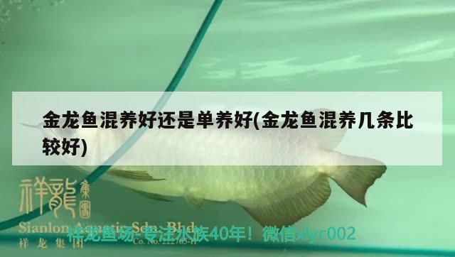 金龍魚混養好還是單養好(金龍魚混養幾條比較好)