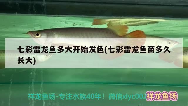 七彩雷龍魚多大開始發色(七彩雷龍魚苗多久長大)（七彩雷龍魚多大開始發色）