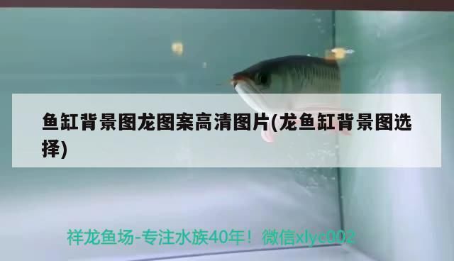 魚缸背景圖龍圖案高清圖片(龍魚缸背景圖選擇)