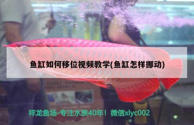 魚缸如何移位視頻教學(魚缸怎樣挪動)