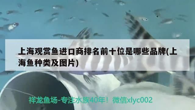 上海觀賞魚進口商排名前十位是哪些品牌(上海魚種類及圖片)