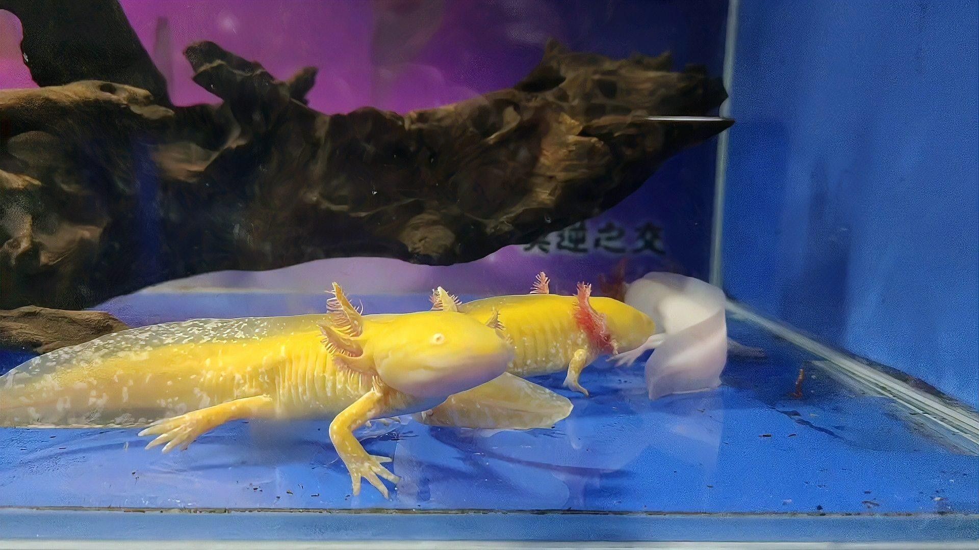 恐龍魚多久喂一次紅蟲（恐龍魚多久喂一次紅蟲，六角恐龍魚的喂養指南大全）