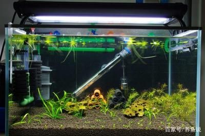 祥龍魚場(chǎng)還有哪些品種的觀賞魚？，德彩、仟湖、神陽(yáng)哪個(gè)品牌價(jià)格最高仟湖品牌有哪些