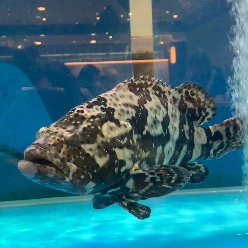 如何挑選具有鮮艷虎斑的龍魚