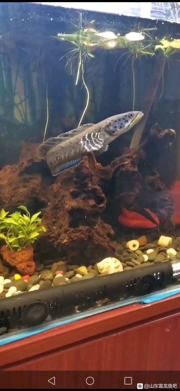 龍魚檢疫流程是怎樣的？