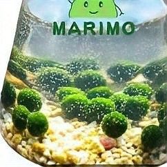 龍魚缸多久清洗一次（魚缸清洗頻率取決于多久清洗一次龍魚缸的建議是什么）