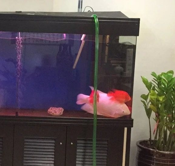 龍魚缸多久清洗一次（魚缸清洗頻率取決于多久清洗一次龍魚缸的建議是什么）