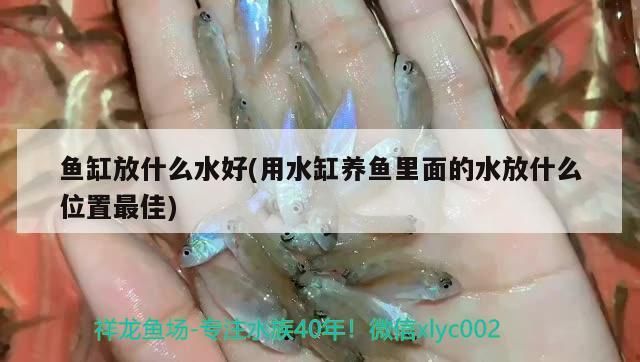 魚缸放什么水好(用水缸養魚里面的水放什么位置最佳)