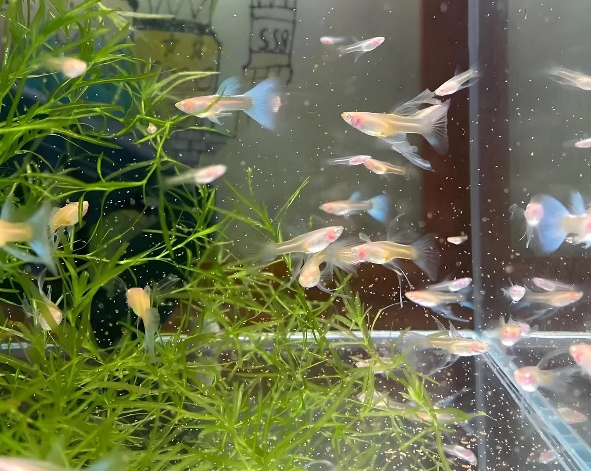 火背雷龍魚苗多久換一次水？（新手必看的雷龍魚換水黃金法則）