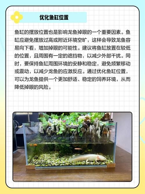 如何預防金龍魚掉眼屎（萌寵花鳥水族龍魚為什么會掉眼屎，30種龍魚疾病治療方法大全）