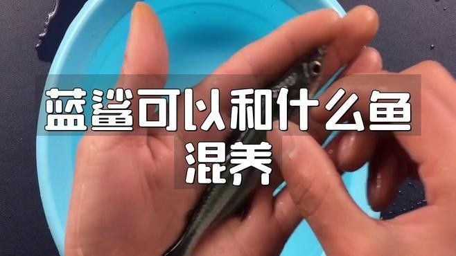 藍鯊在混養中的表現如何？（藍鯊在混養中的表現）