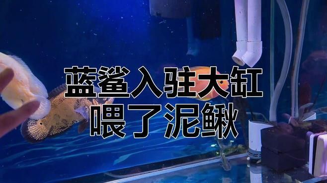 藍鯊在混養中的表現如何？（藍鯊在混養中的表現）