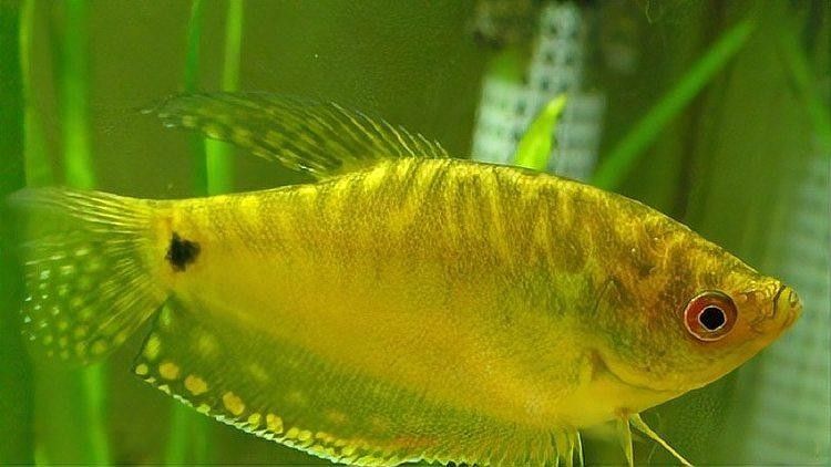 曼龍魚最大能長多大（《揭秘曼龍魚:最長能長到多少厘米》曼龍魚的生長情況簡介）