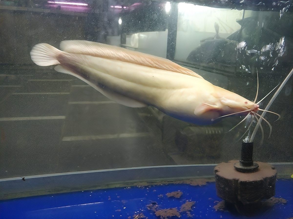 曼龍魚最大能長多大（《揭秘曼龍魚:最長能長到多少厘米》曼龍魚的生長情況簡介）