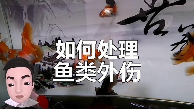 孔雀魚被攻擊后如何恢復？（關于孔雀魚在遭受攻擊后如何恢復的要點孔雀魚尾巴被咬了怎么辦）
