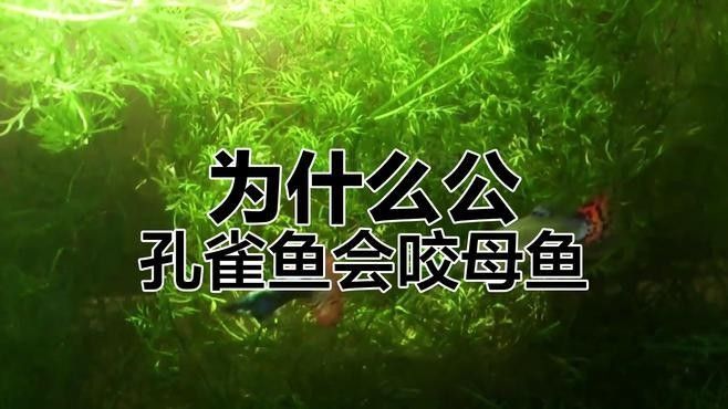 孔雀魚被攻擊后如何恢復？（關于孔雀魚在遭受攻擊后如何恢復的要點孔雀魚尾巴被咬了怎么辦）