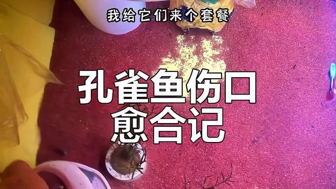 孔雀魚被攻擊后如何恢復？（關于孔雀魚在遭受攻擊后如何恢復的要點孔雀魚尾巴被咬了怎么辦）
