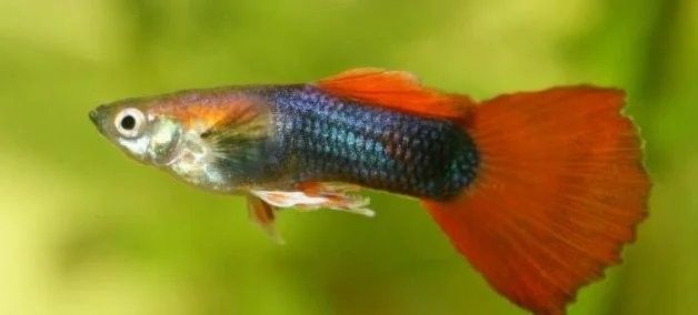 孔雀魚被攻擊后如何恢復？（關于孔雀魚在遭受攻擊后如何恢復的要點孔雀魚尾巴被咬了怎么辦）