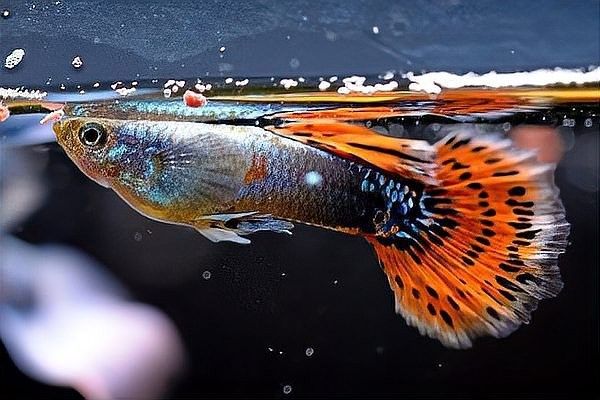 孔雀魚被攻擊后如何恢復？（關于孔雀魚在遭受攻擊后如何恢復的要點孔雀魚尾巴被咬了怎么辦）