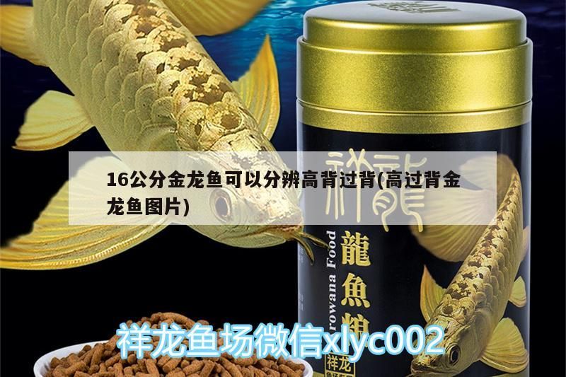 開封觀賞魚市場紅龍跳缸整成這樣子這可怎么恢復啊大神們給給建議謝謝（開封觀賞魚市場紅龍跳缸整成這樣子可怎么恢復啊）
