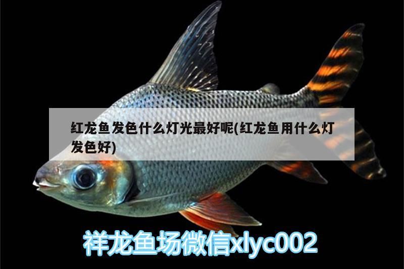 開封觀賞魚市場紅龍跳缸整成這樣子這可怎么恢復啊大神們給給建議謝謝（開封觀賞魚市場紅龍跳缸整成這樣子可怎么恢復啊）