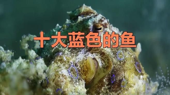 藍(lán)底魚缸適合養(yǎng)哪些魚？（藍(lán)底魚缸養(yǎng)什么魚好看又好養(yǎng)）