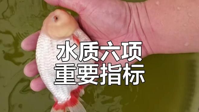 藍(lán)底魚缸適合養(yǎng)哪些魚？（藍(lán)底魚缸養(yǎng)什么魚好看又好養(yǎng)）