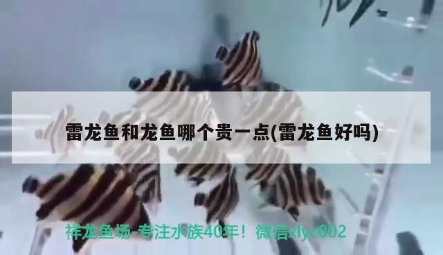 魚缸的魚單數(shù)好還是雙數(shù)好(魚缸的魚應(yīng)該是雙數(shù)還是單數(shù))（雷龍魚和龍魚哪個(gè)貴一點(diǎn)）