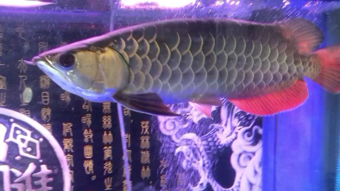 養了3年的寶石龍.（養了3年的寶石龍）