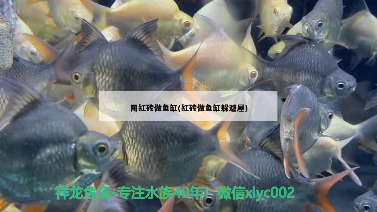 用紅磚做魚缸(紅磚做魚缸躲避屋)（用紅磚做魚缸躲避屋）